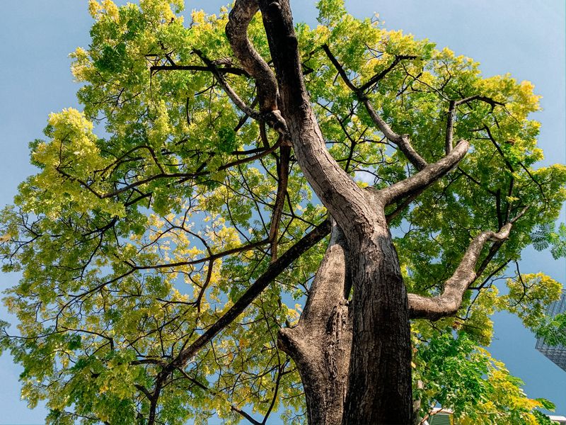 Urban Heat Islands Add Extra Stress to Suburban Trees Urban Heat Islands Add Extra Stress to Suburban Trees