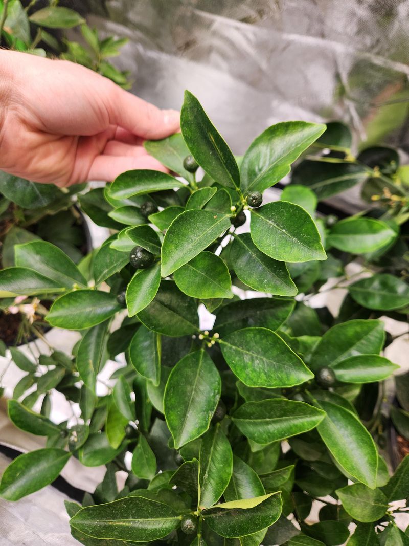 Use A Citrus Fertilizer With Micronutrients
