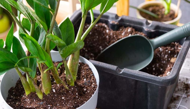 Use A Coarse Well-Draining Mix