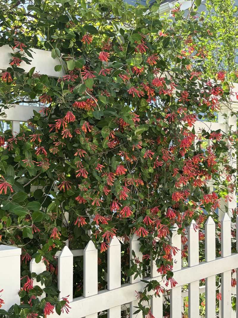 Use A Fence Instead Of A Wooden Trellis Use A Fence Instead Of A Wooden Trellis