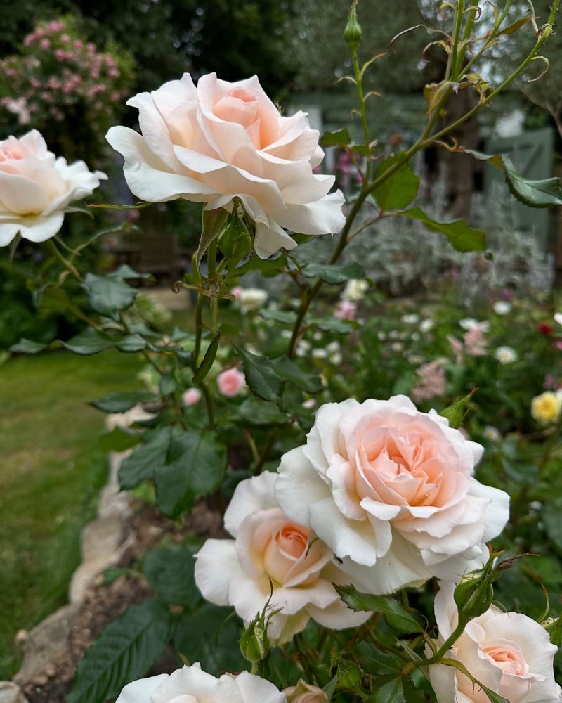 Use A Fertilizer Made For Flowering Roses Use A Fertilizer Made For Flowering Roses