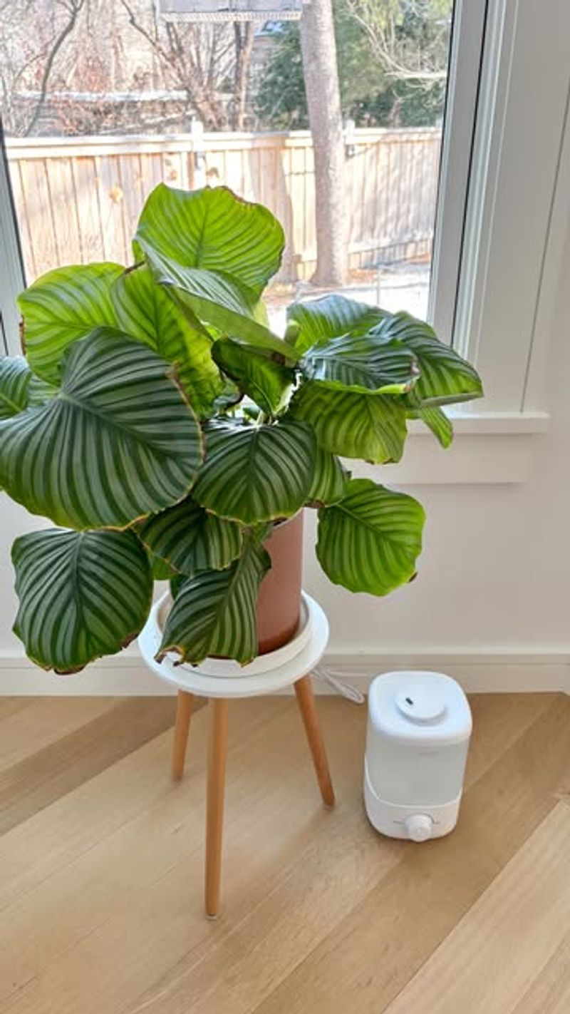 Use A Humidifier For Fussy Tropical Plants Use A Humidifier For Fussy Tropical Plants