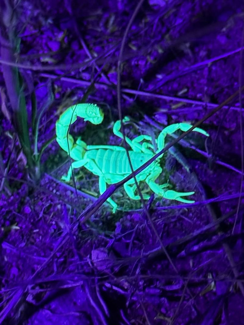 Use A UV Flashlight To Check For Scorpions At Night Use A UV Flashlight To Check For Scorpions At Night