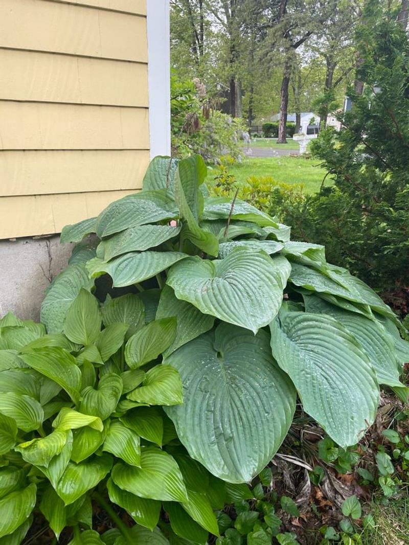 Use Big Leaves For A Lush Look