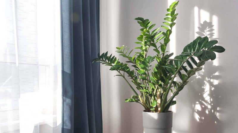 Use Bright Indirect Light After Repotting