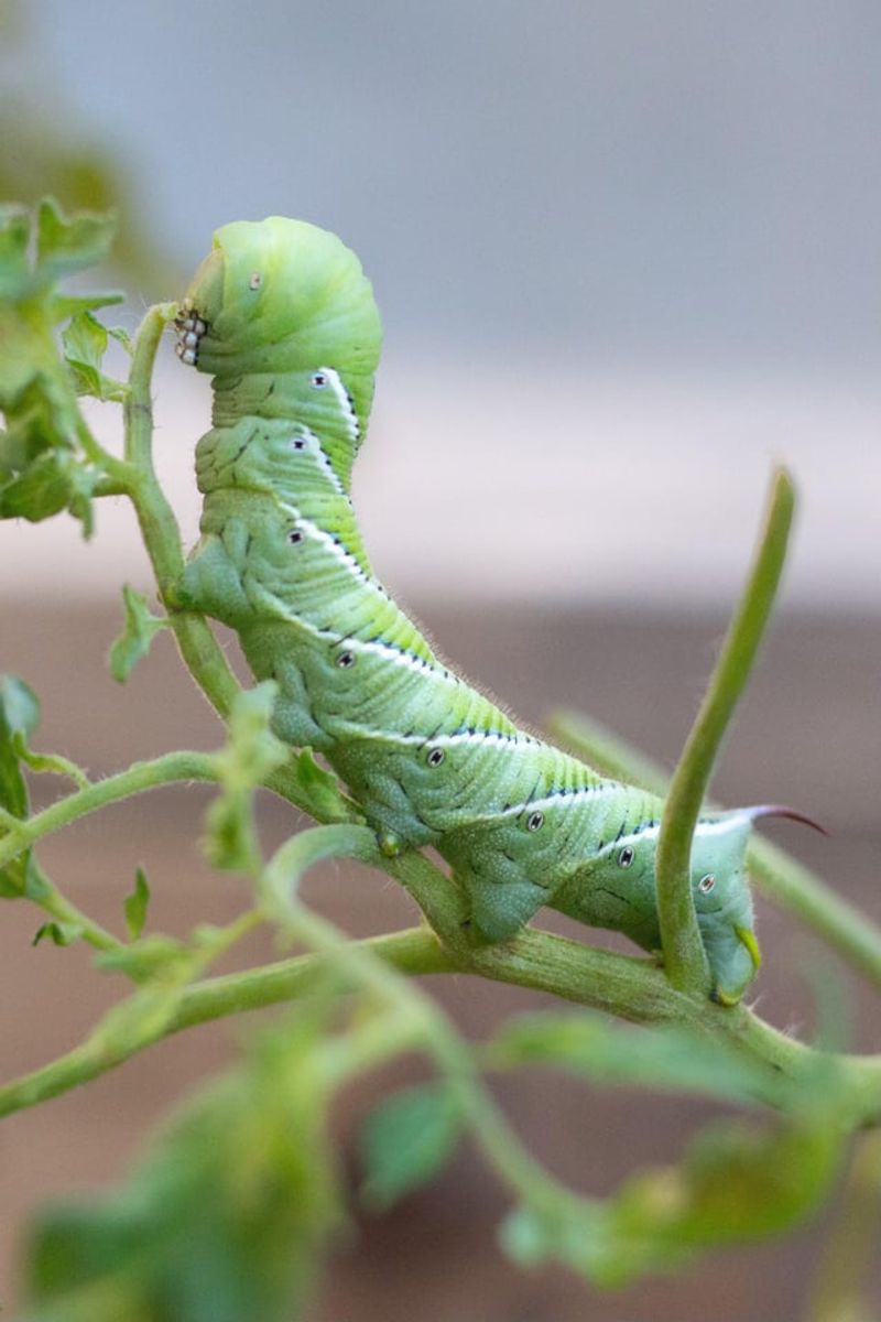 Use Bt On Small Caterpillars