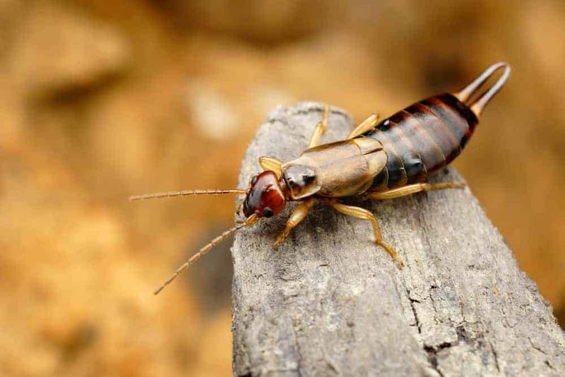 Use Cardboard Rolls Where Earwigs Hide By Day