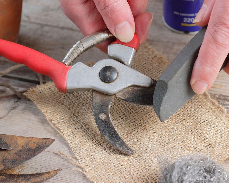 Use Clean Sharp Pruners