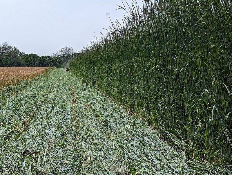 Use Cover Crops To Protect Soil Use Cover Crops To Protect Soil