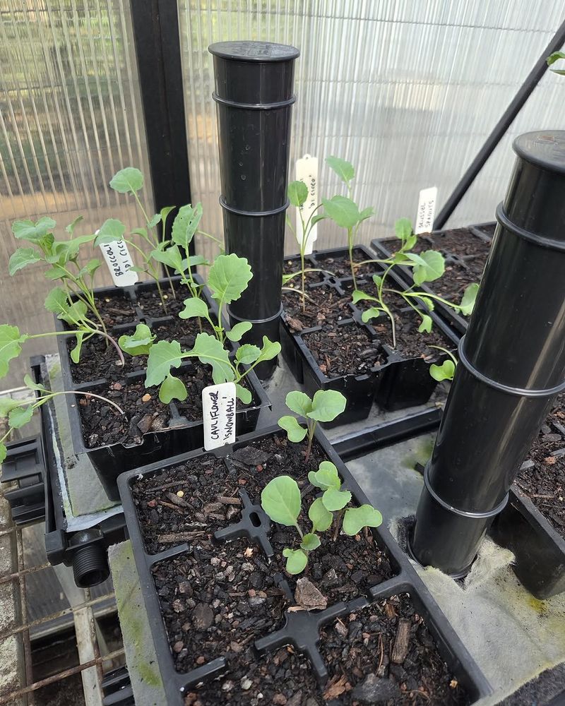 Use Deep Cells For Strong Roots