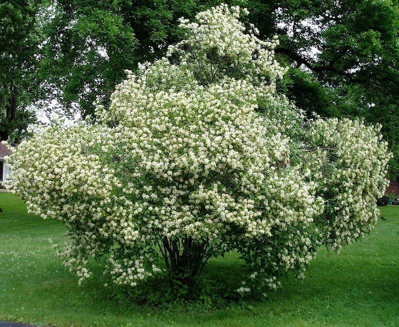 Use Dense Branches To Build Safer Cover Use Dense Branches To Build Safer Cover