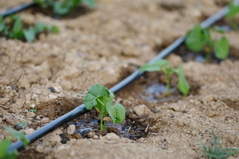 Use Drip Lines
