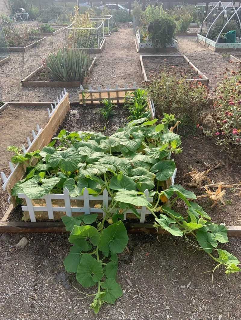 Use Evening Water Only When Plants Cannot Wait