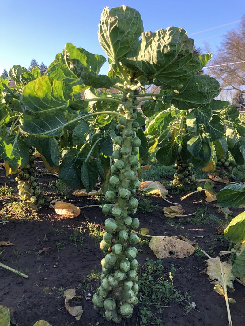 Use Fall And Winter Crop Windows