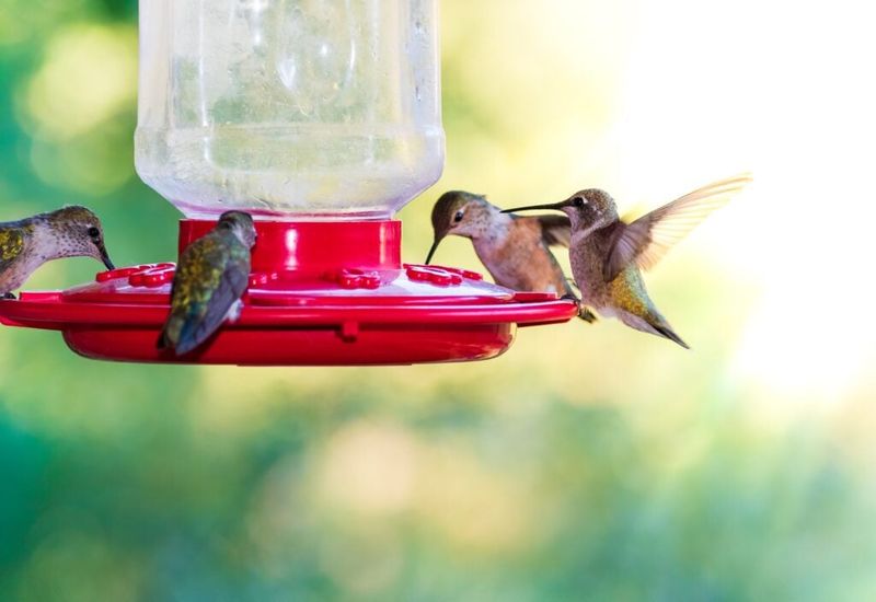 Use Feeders As A Supplement Use Feeders As A Supplement