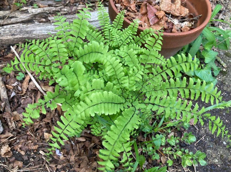 Use Ferns To Hide Yellowing Leaves