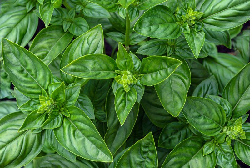Use Fertilizer Sparingly Use Fertilizer Sparingly