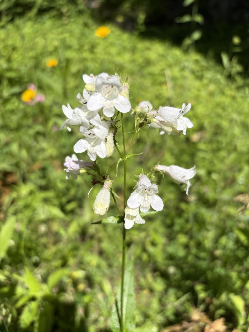 Use Foxglove Beardtongue