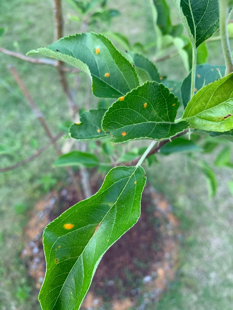 Use Fungicide Only As A Preventive Step