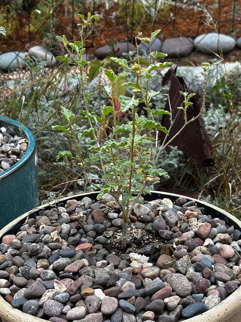 Use Gravel Instead Of Bark Mulch Use Gravel Instead Of Bark Mulch