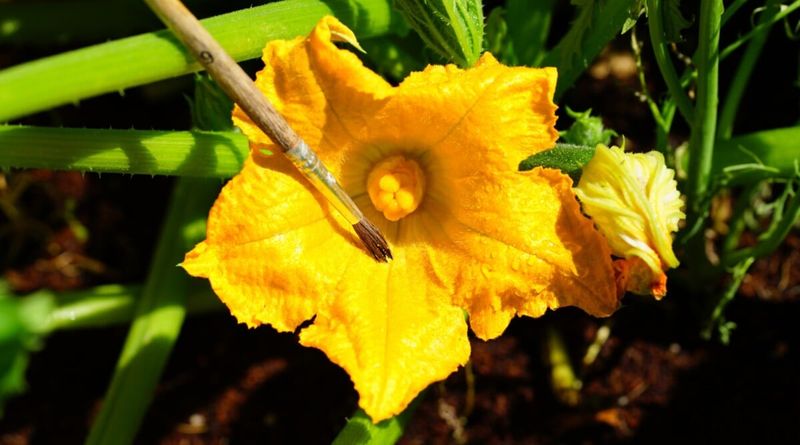 Use Hand-Pollination as a Morning Test Use Hand-Pollination as a Morning Test