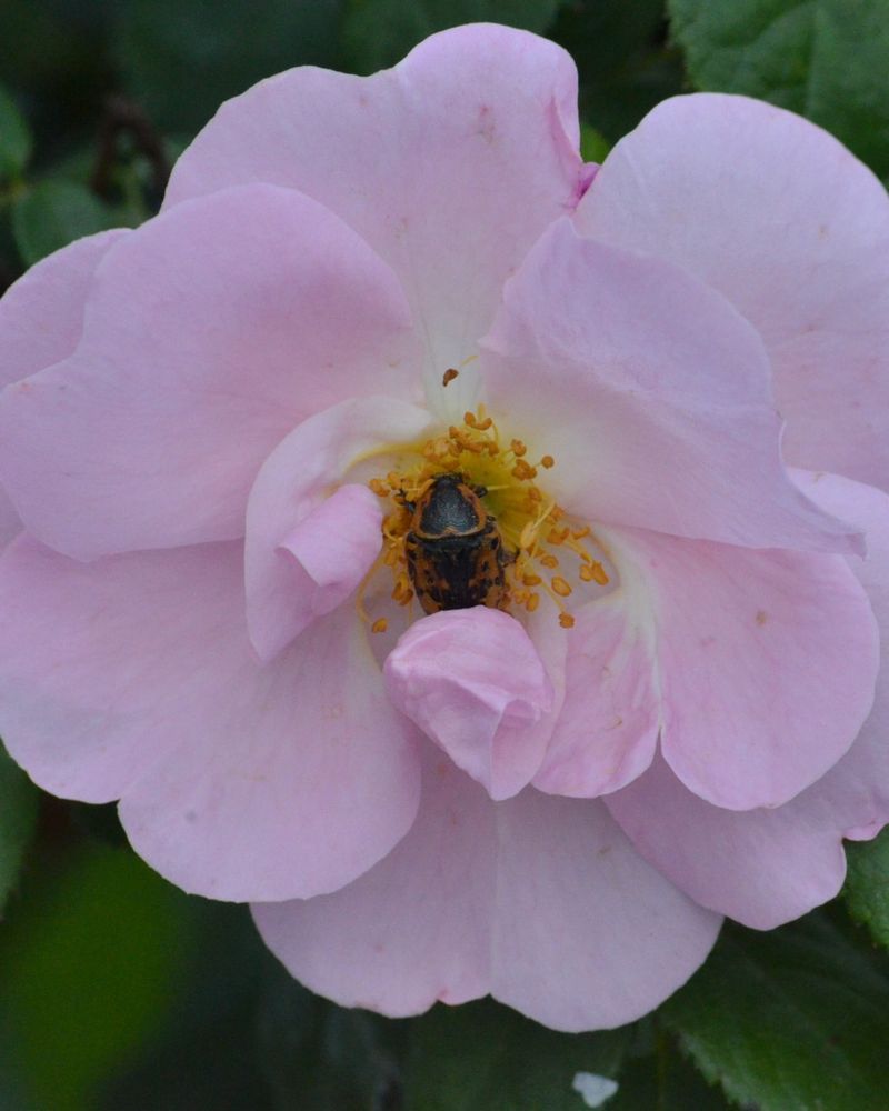 Use Insecticides Only With Care