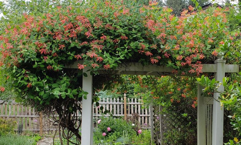 Use It Near Patios Fences And Garden Gates