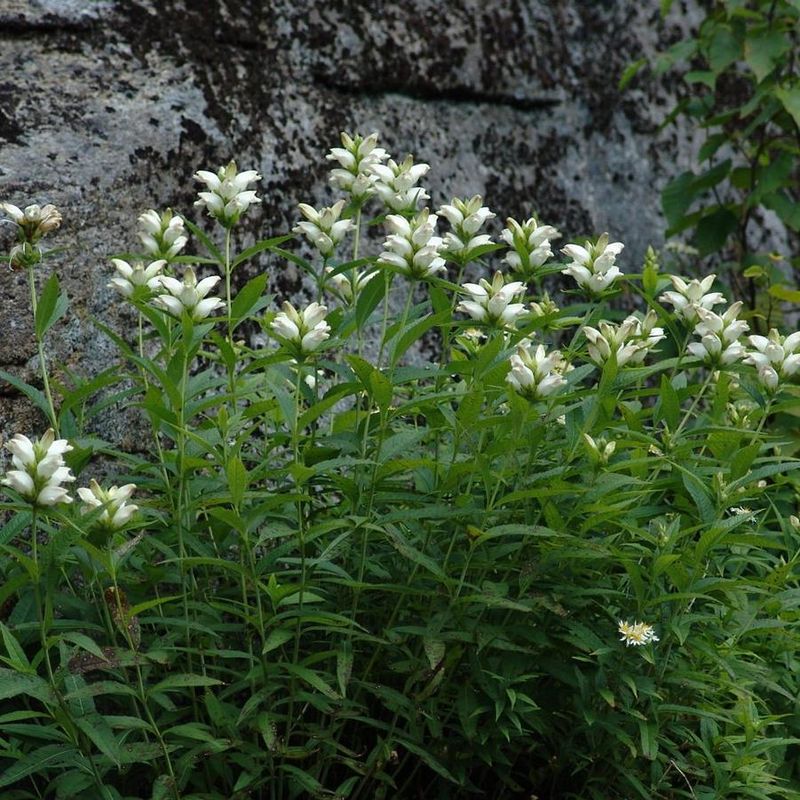 Use It Near Streams Rain Gardens And Damp Edges Use It Near Streams Rain Gardens And Damp Edges