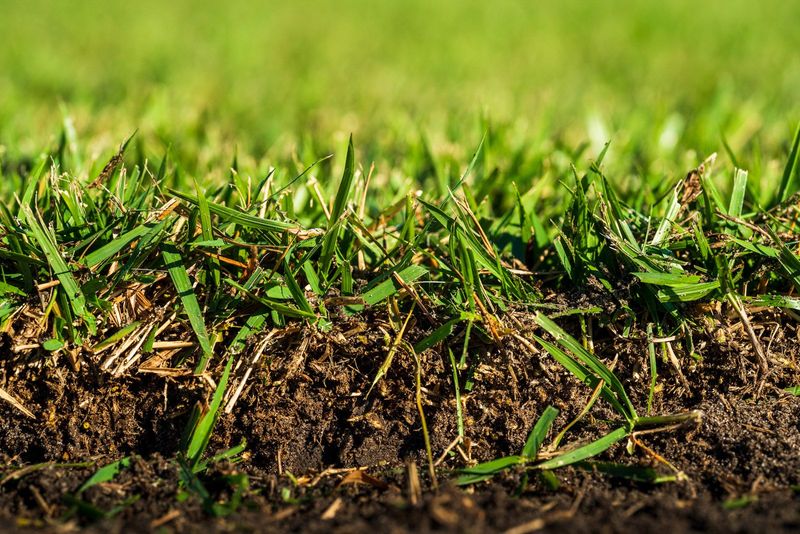 Use July To Prep Not Plant