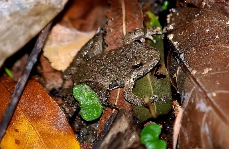 Use Leaf Litter And Native Plants For Cover Use Leaf Litter And Native Plants For Cover