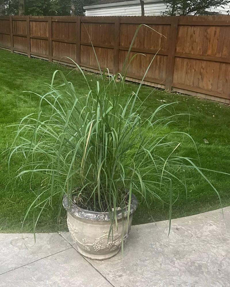 Use Lemongrass As Part Of A Smarter Yard Plan Use Lemongrass As Part Of A Smarter Yard Plan