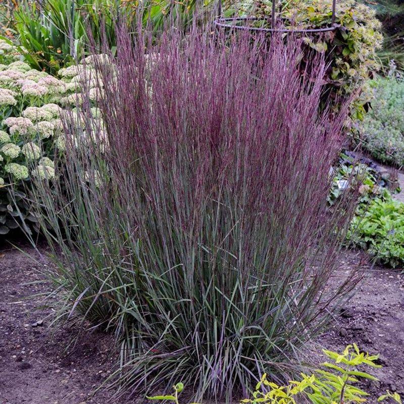 Use Little Bluestem For Blue Silver Summer Color