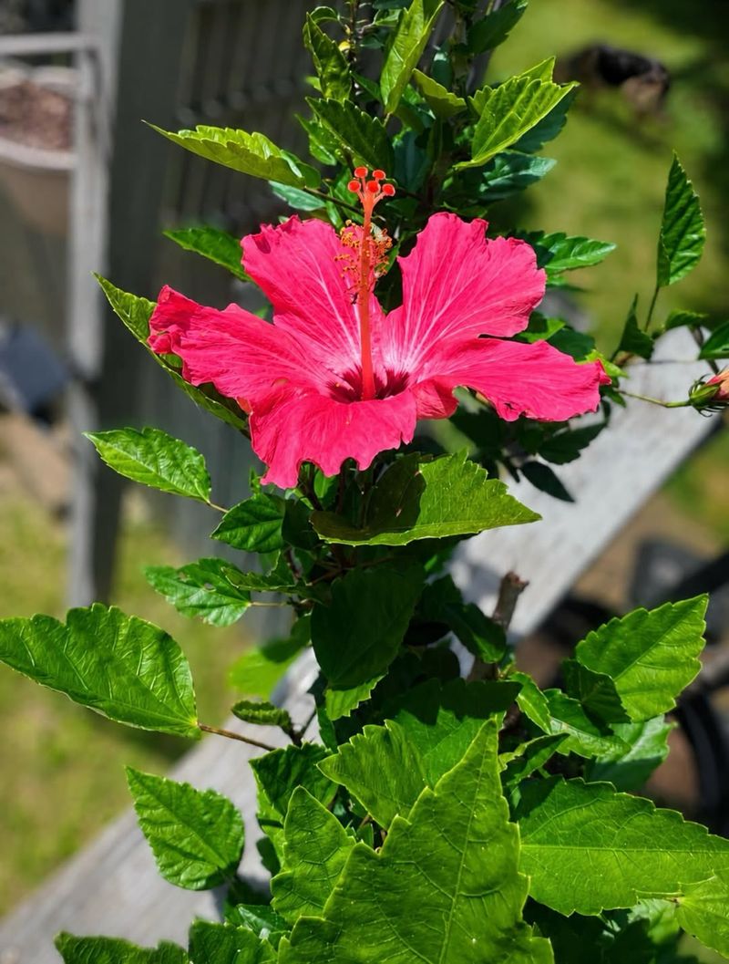 Use Morning Watering For Better Stability Use Morning Watering For Better Stability