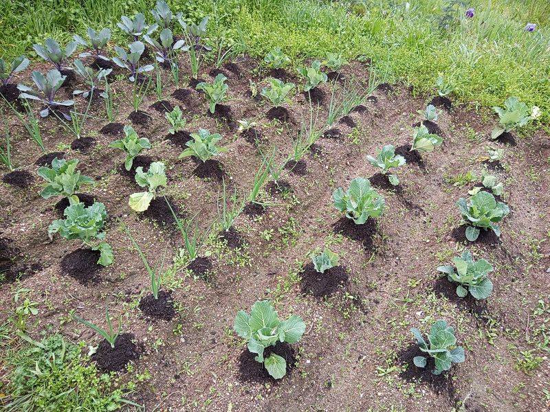 Use Mulch To Help In-Ground Beds Hold Moisture Use Mulch To Help In-Ground Beds Hold Moisture