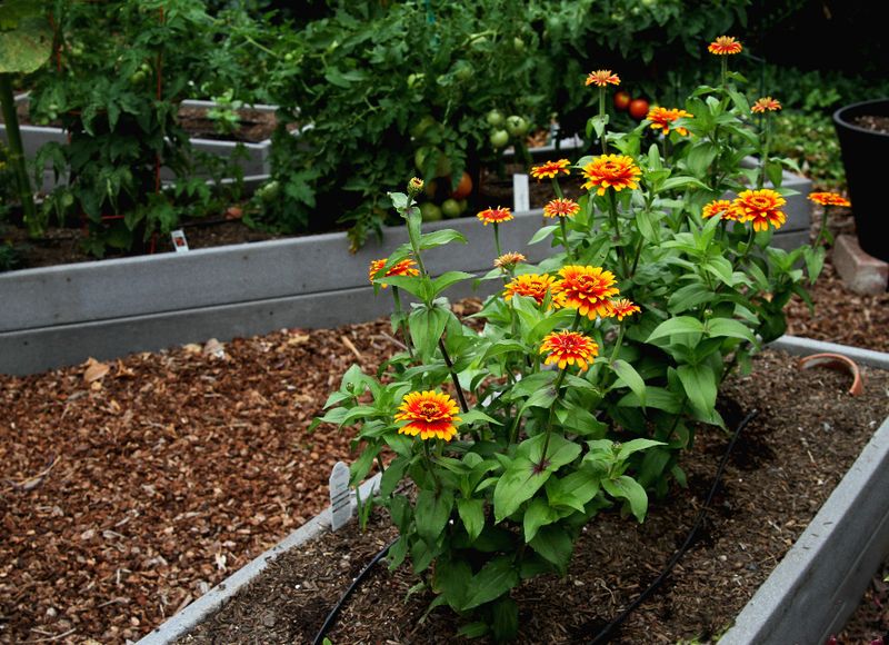 Use Mulch To Hold Moisture And Suppress Weeds Use Mulch To Hold Moisture And Suppress Weeds