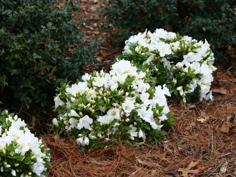 Use Mulch To Hold Moisture Without Changing Soil Chemistry Quickly