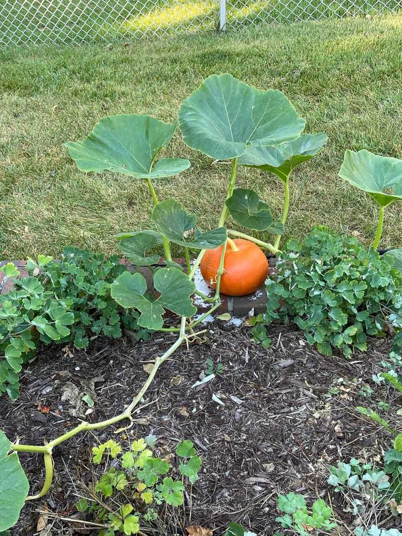 Use Mulch To Hold Moisture Use Mulch To Hold Moisture