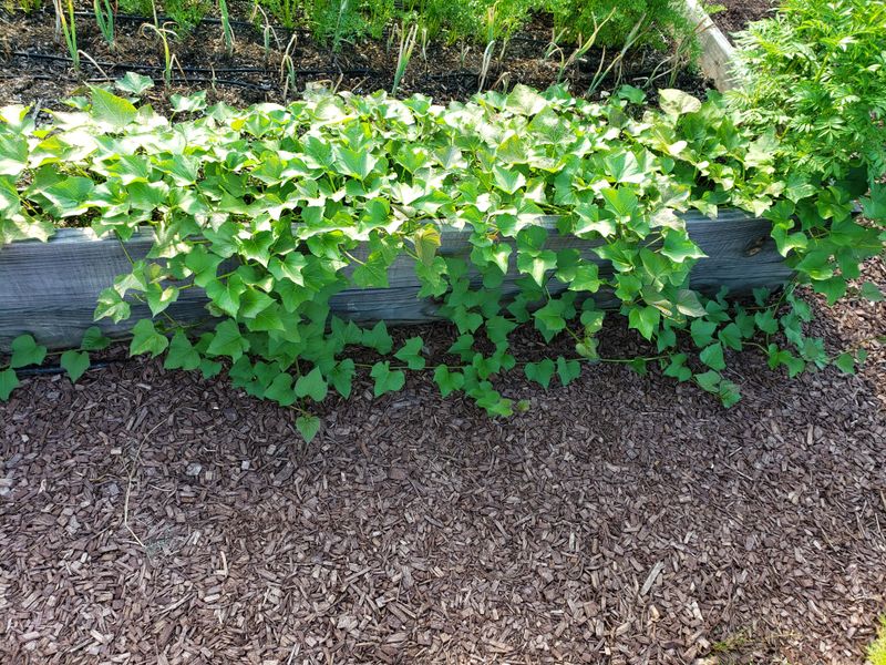 Use Mulch To Keep New Weeds Down