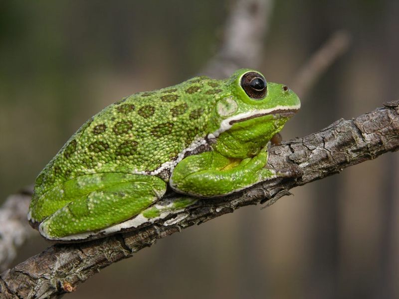 Use Native Plants To Support More Predators Use Native Plants To Support More Predators