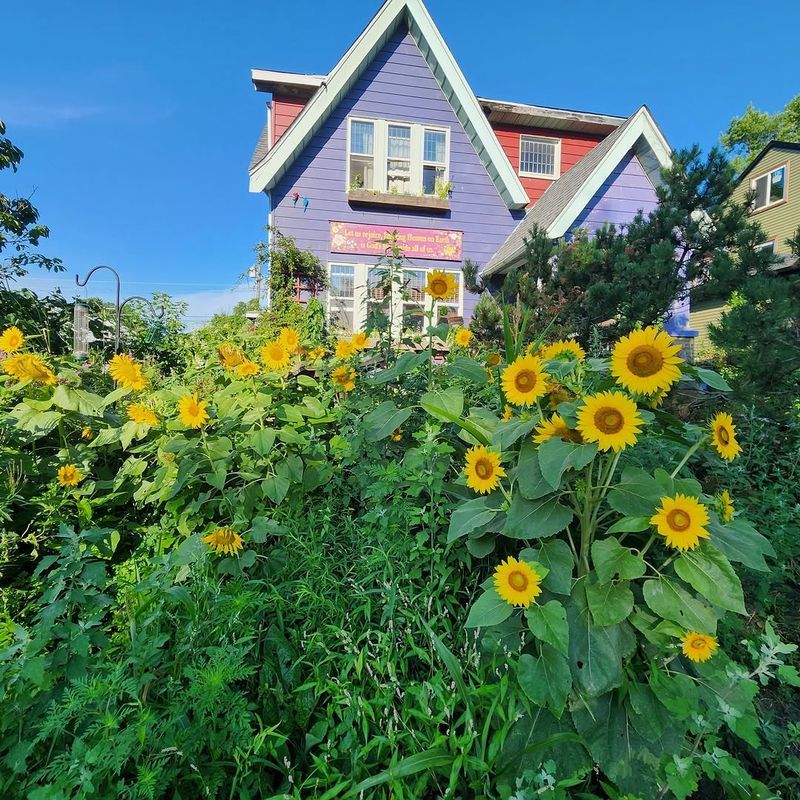 Use Native Sunflowers To Build A Backyard Buffet Use Native Sunflowers To Build A Backyard Buffet