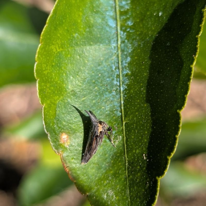 Use Pheromone Traps To Detect Adult Activity