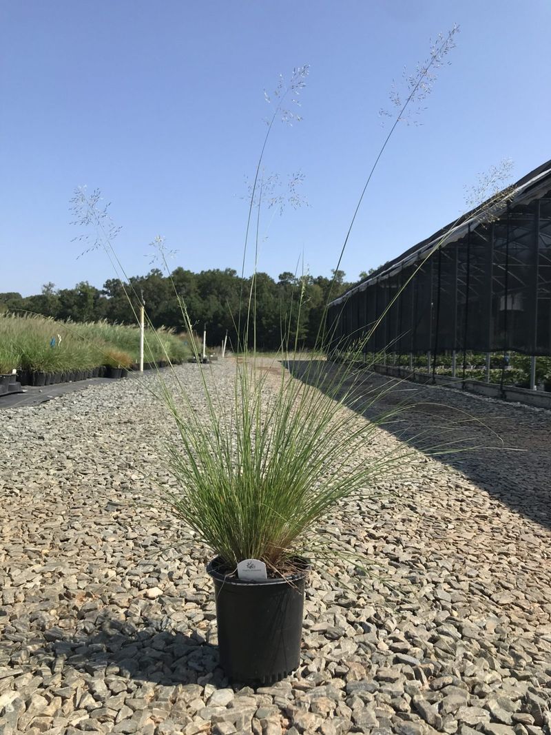 Use Prairie Dropseed For Texture That Lasts Use Prairie Dropseed For Texture That Lasts
