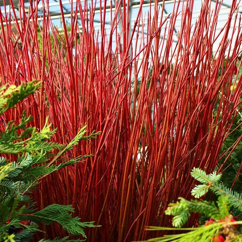 Use Red Twig Dogwood For Color After Everything Fades Use Red Twig Dogwood For Color After Everything Fades
