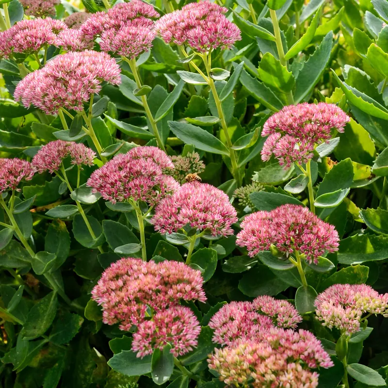 Use Sedum To Bridge Summer Into Fall Use Sedum To Bridge Summer Into Fall