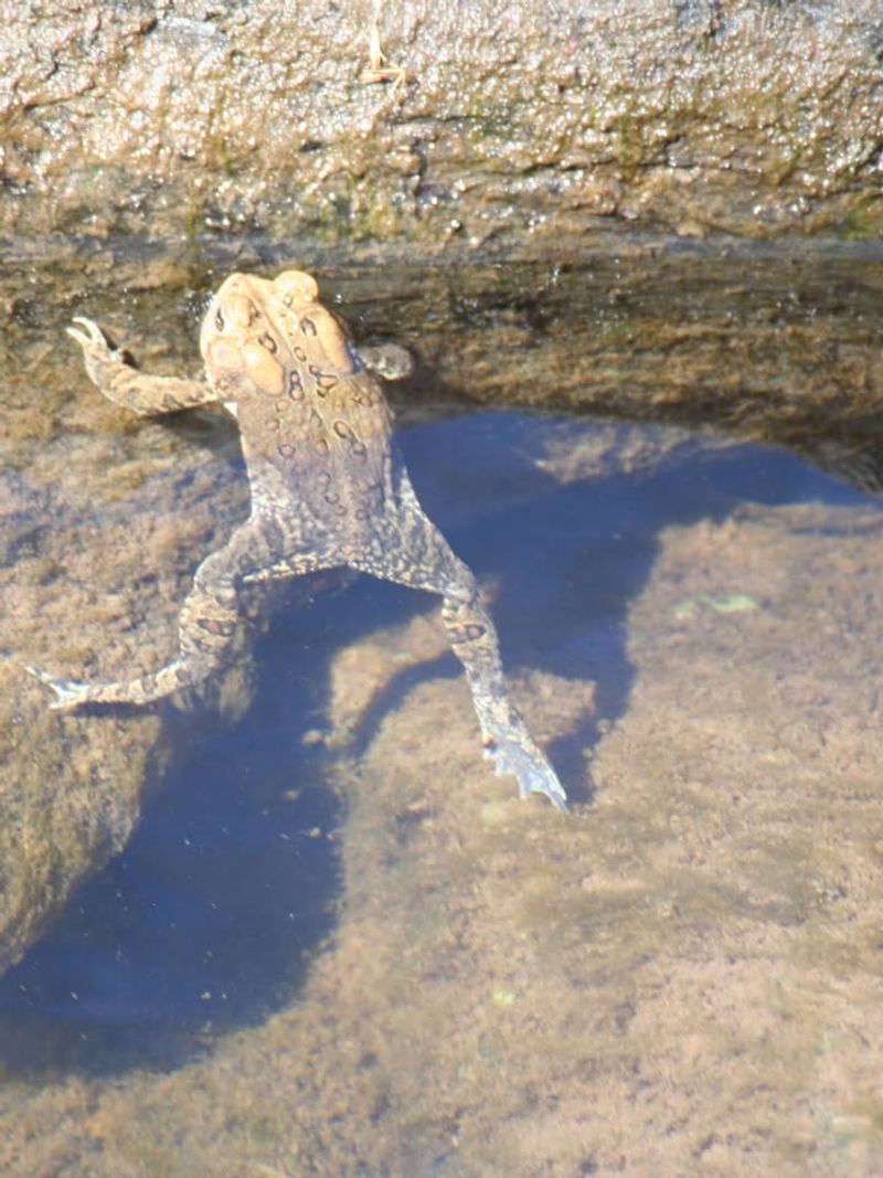 Use Shallow Water That Gets Refreshed Often
