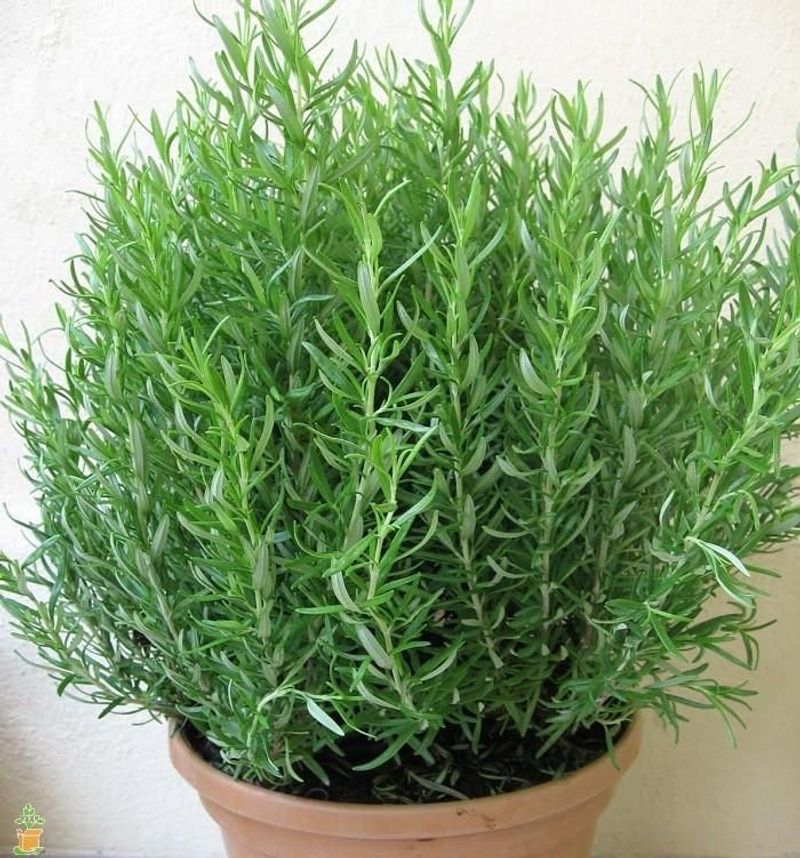 Use Sharp Drainage Instead Of Damp Soil Use Sharp Drainage Instead Of Damp Soil