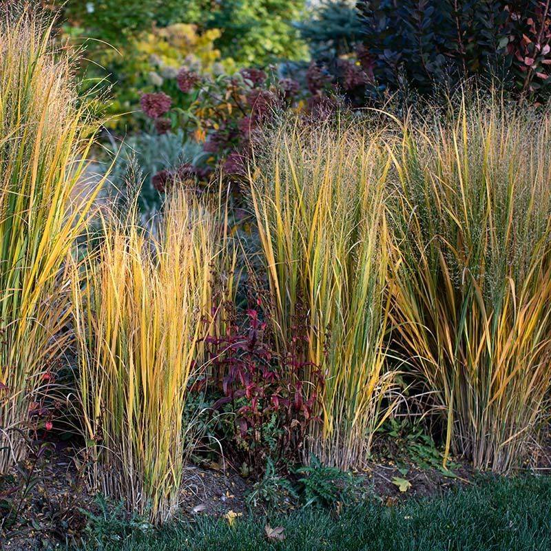 Use Switchgrass For Golden Red Fall Structure Use Switchgrass For Golden Red Fall Structure