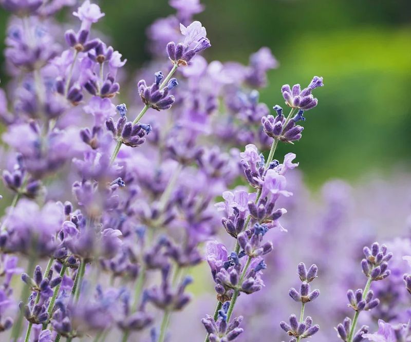 Use Tick Repellent Even With A Fragrant Border Use Tick Repellent Even With A Fragrant Border
