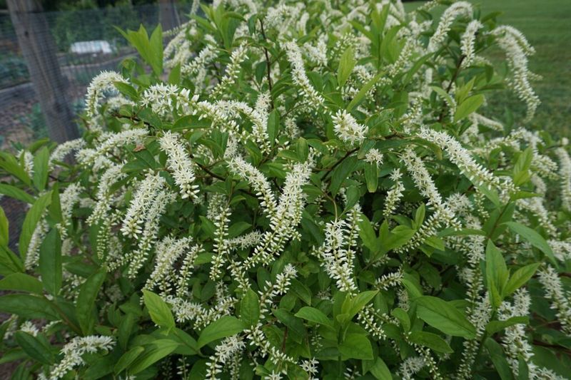 Use Virginia Sweetspire For Blooms And Fall Color