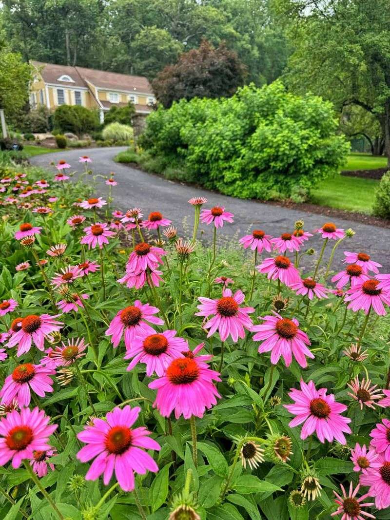 Use Well-Drained Soil